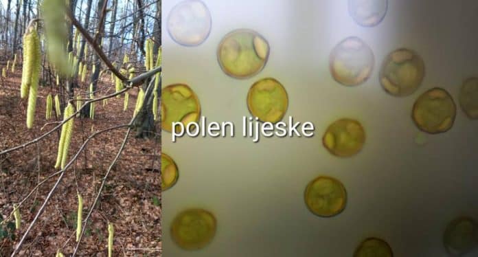 Tešanj: Izvještaj o ispitivanju alergenog polena u zraku od 22.01.