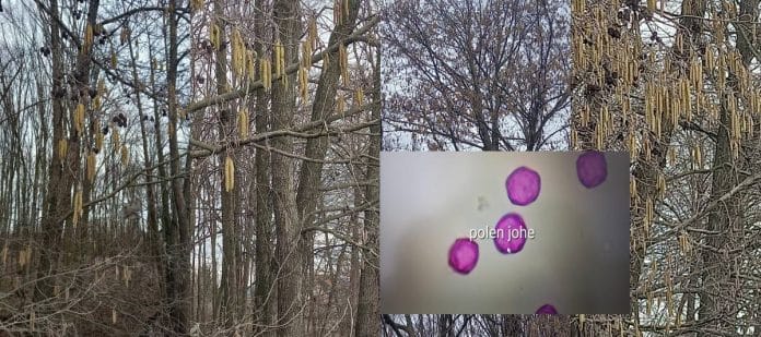 Visoko: Izvještaj o ispitivanju alergenog polena u zraku od 17.02.