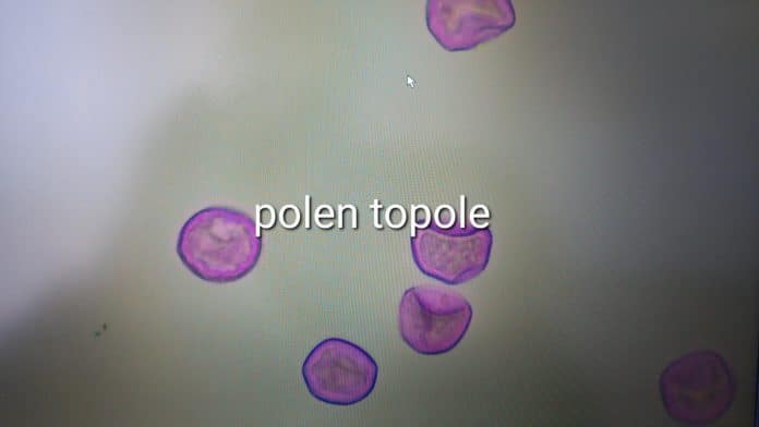 Zenica: Izvještaj o ispitivanju alergenog polena u zraku od 10.03.