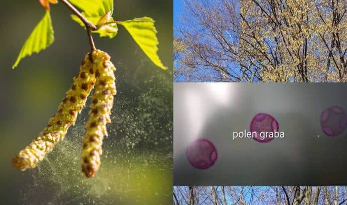 Visoko: Izvještaj o ispitivanju alergenog polena u zraku od 14.04.