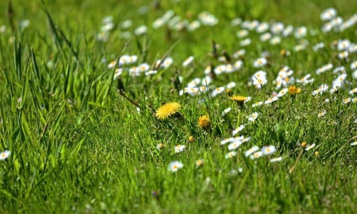 Visoko: Izvještaj o ispitivanju alergenog polena u zraku od 23.06.