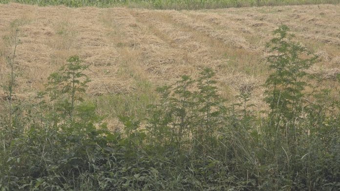 Sezona alergija u punom zamahu: Kako se zaštititi od polena