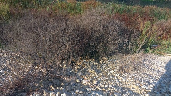 Tešanj: Izvještaj o ispitivanju alergenog polena u zraku od 22.10.