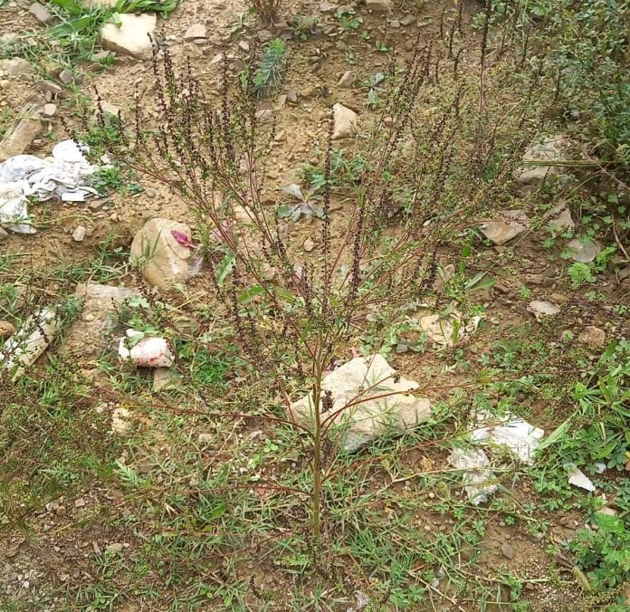 Visoko: Izvještaj o ispitivanju alergenog polena u zraku od 06.10.