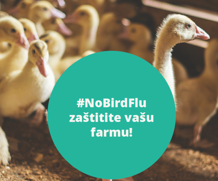 Savjeti farmerima: Spriječite širenje ptičje gripe (#NoBirdFlu)