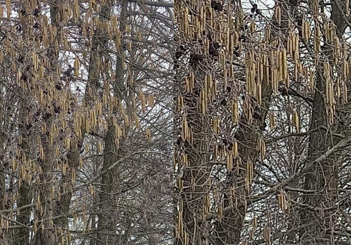 Sedmični izvještaj polena za područje Zeničko-dobojskog kantona – 23. februar