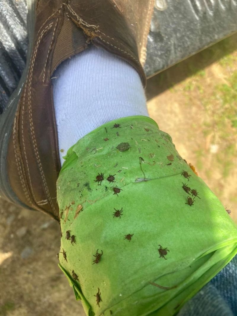 ticks-tape-reddit ticks-tape-reddit
