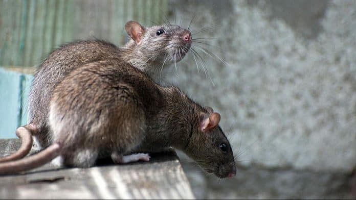Savjeti epidemiologa: Trebaju li se građani BiH brinuti zbog širenja