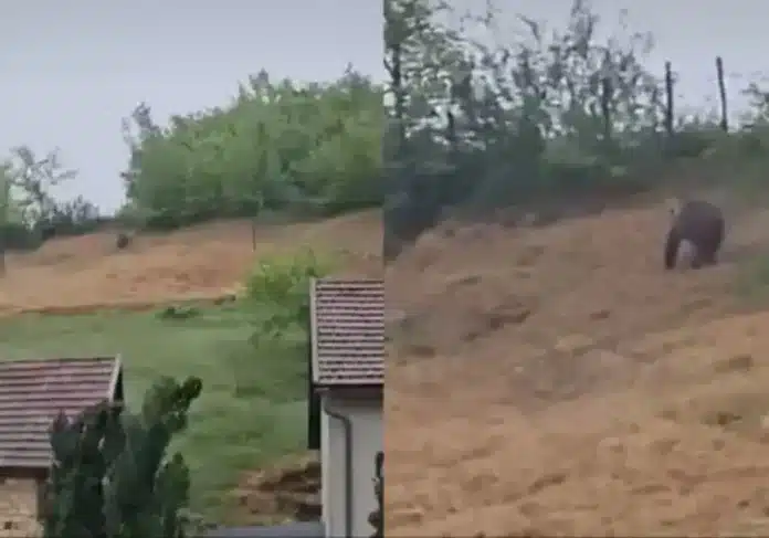 (VIDEO) Nevjerojatan snimak iz Bugojna: Medvjed došao do kuća, mještani