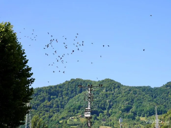 Golubovi mira iznad Potočara: Više od 350 ptica kao poruka