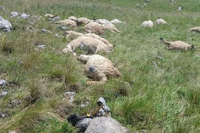 Olujno nevrijeme u BiH pravi štetu stočarima: Gromovi u samo