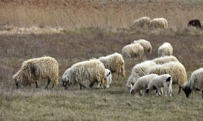 EPIDEMIOLOŠKI ALARM: Bruceloza se širi u BiH, prvi put potvrđeni