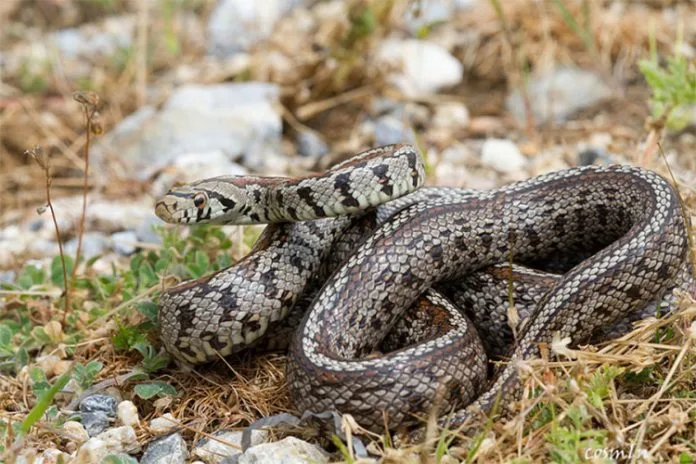 Od početka sezone 12 ugriza zmija otrovnica, najčešće stradaju poljoprivrednici